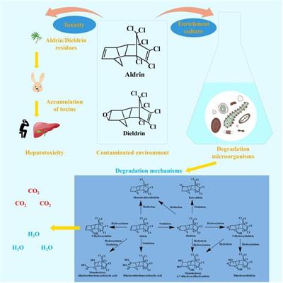 Microbial Degradation of Aldrin and Dieldrin: Mechanisms and Biochemical Pathways